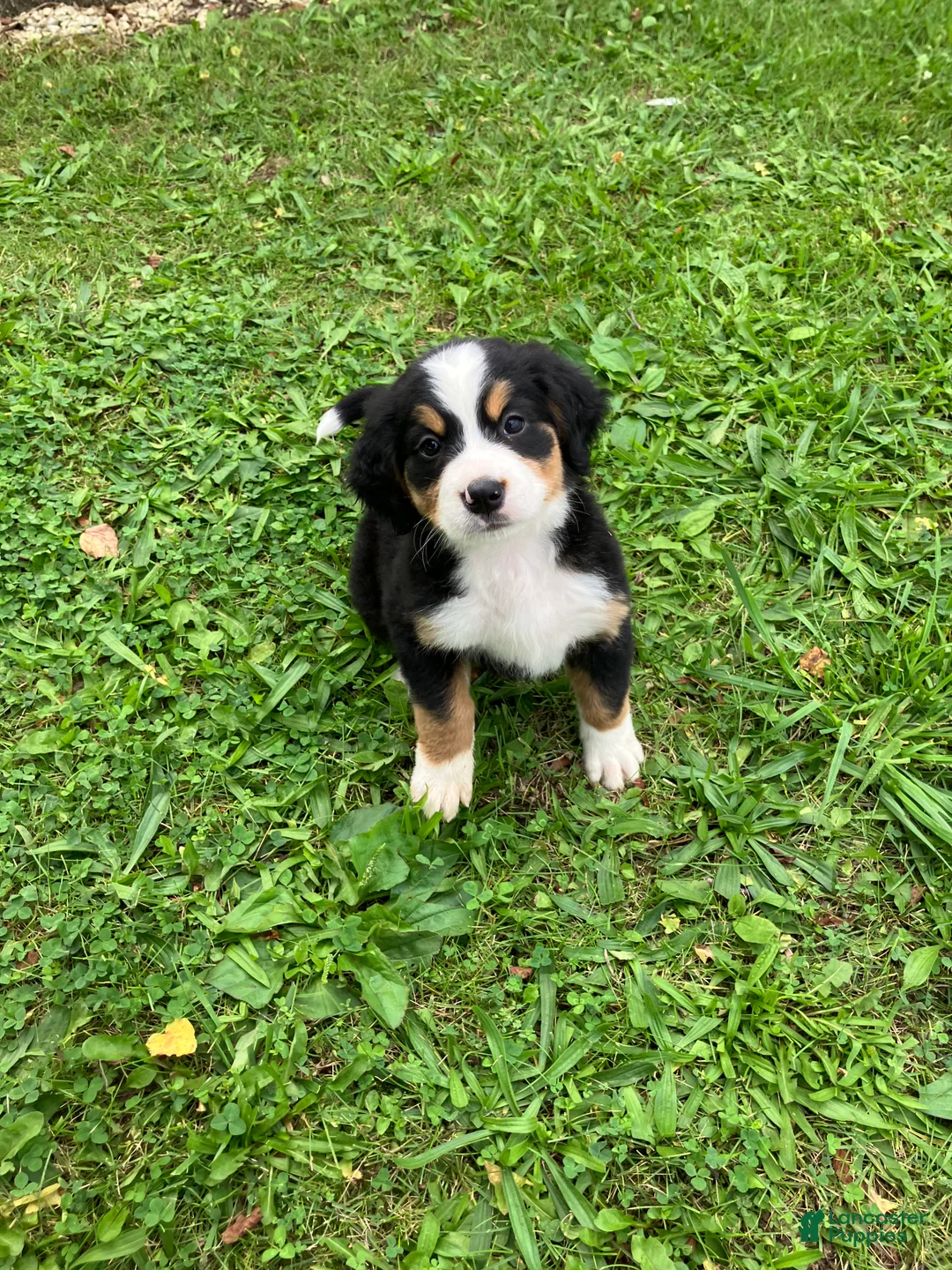Bernese Mountain Dog dogs for sale: Akc Melissa - Ad 6