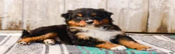 Australian Shepherd dogs for sale: Carson - Ad 5