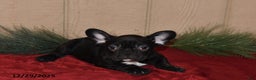 French Bulldog dogs for sale: Rosie - Ad 4