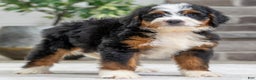 Bernese Mountain Dog dogs for sale: Storm - Ad 2