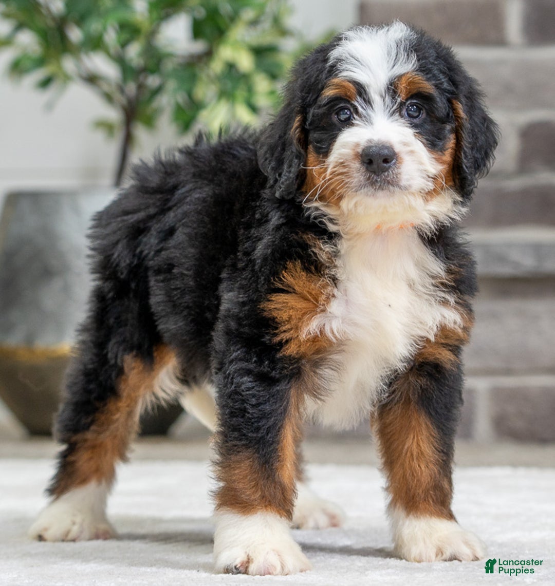 Bernese Mountain Dog dogs for sale: Storm - Ad 2