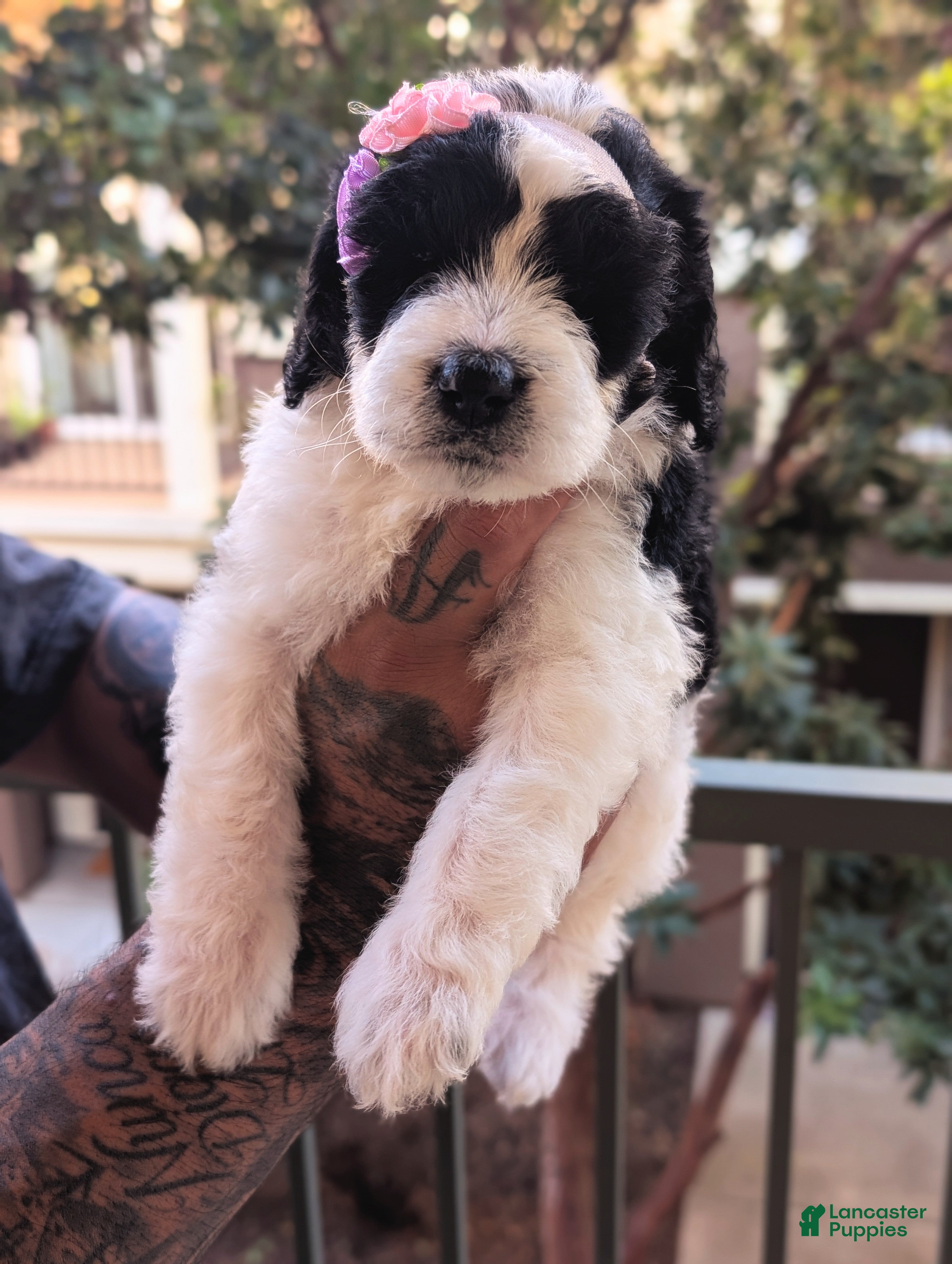 Mixed Breed dogs PRESLEY GIRL - Ad 2