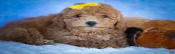 Bichpoo dogs for sale: Nella🌸 - Ad 15