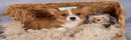 Welsh Corgi Pembroke dogs for sale: Bently💙 - Ad 12