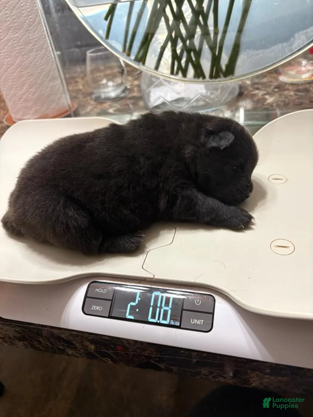 Chow Chow dogs for sale: Raven  - Ad 2