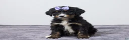 Bernedoodle dogs for sale: Kaycee - Ad 1