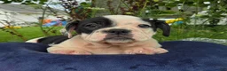 Olde English Bulldogge dogs for sale: Bonnie - Ad 4