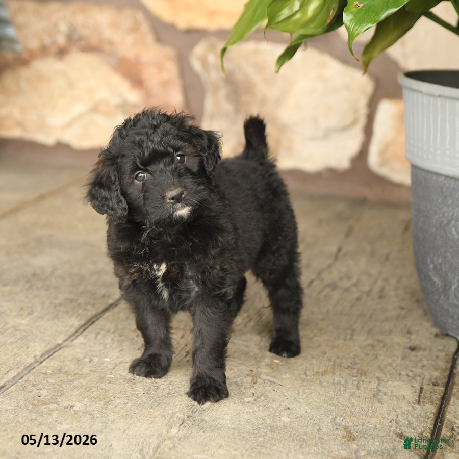 Double Doodle dogs Girlie - Ad 2