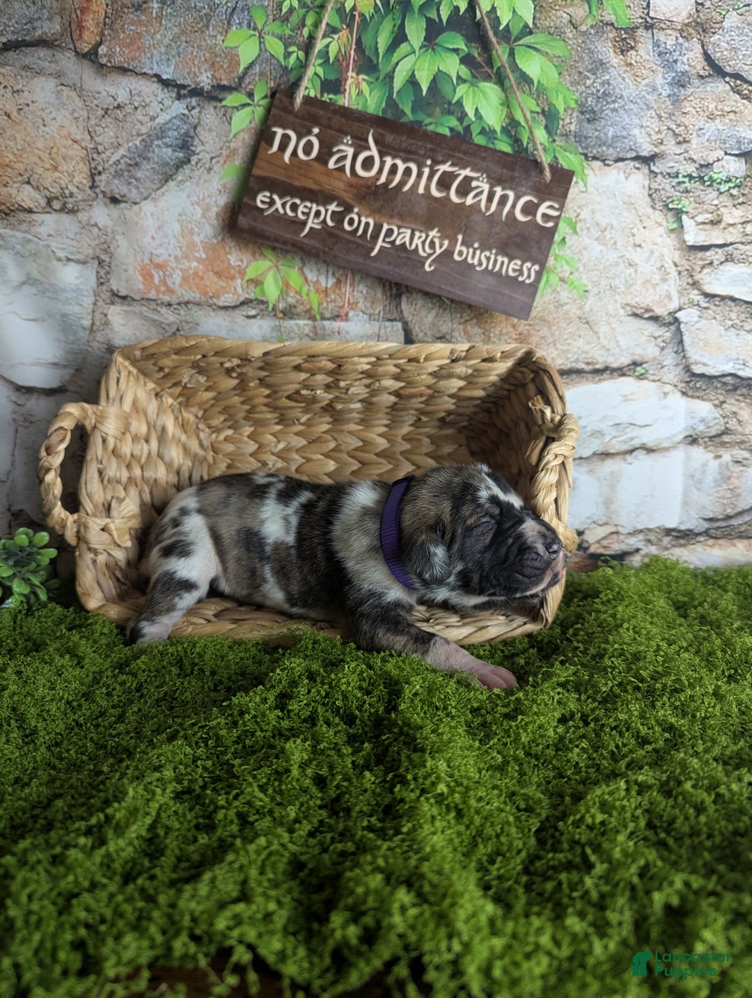 Great Dane dogs for sale: Galadriel Brindlequin Female Great Dane Puppy  - Ad 3