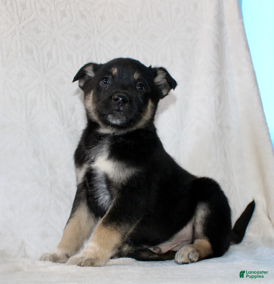 Mixed Breed dogs for sale: Sammy - Ad 4