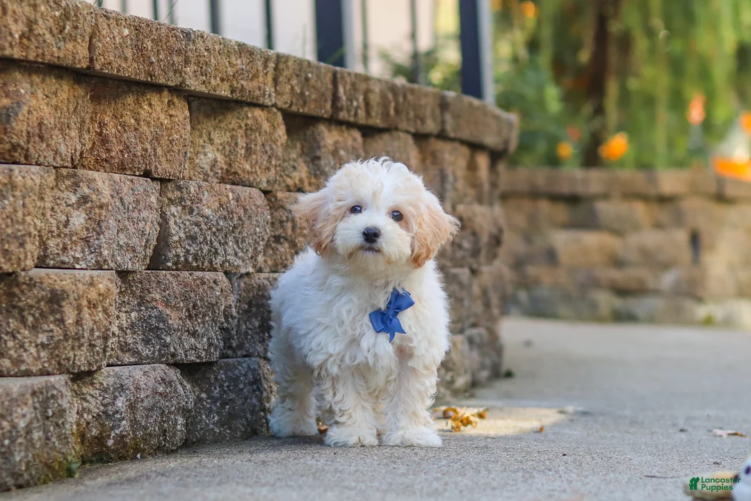 Maltipoo dogs for sale: Koda - Ad 1