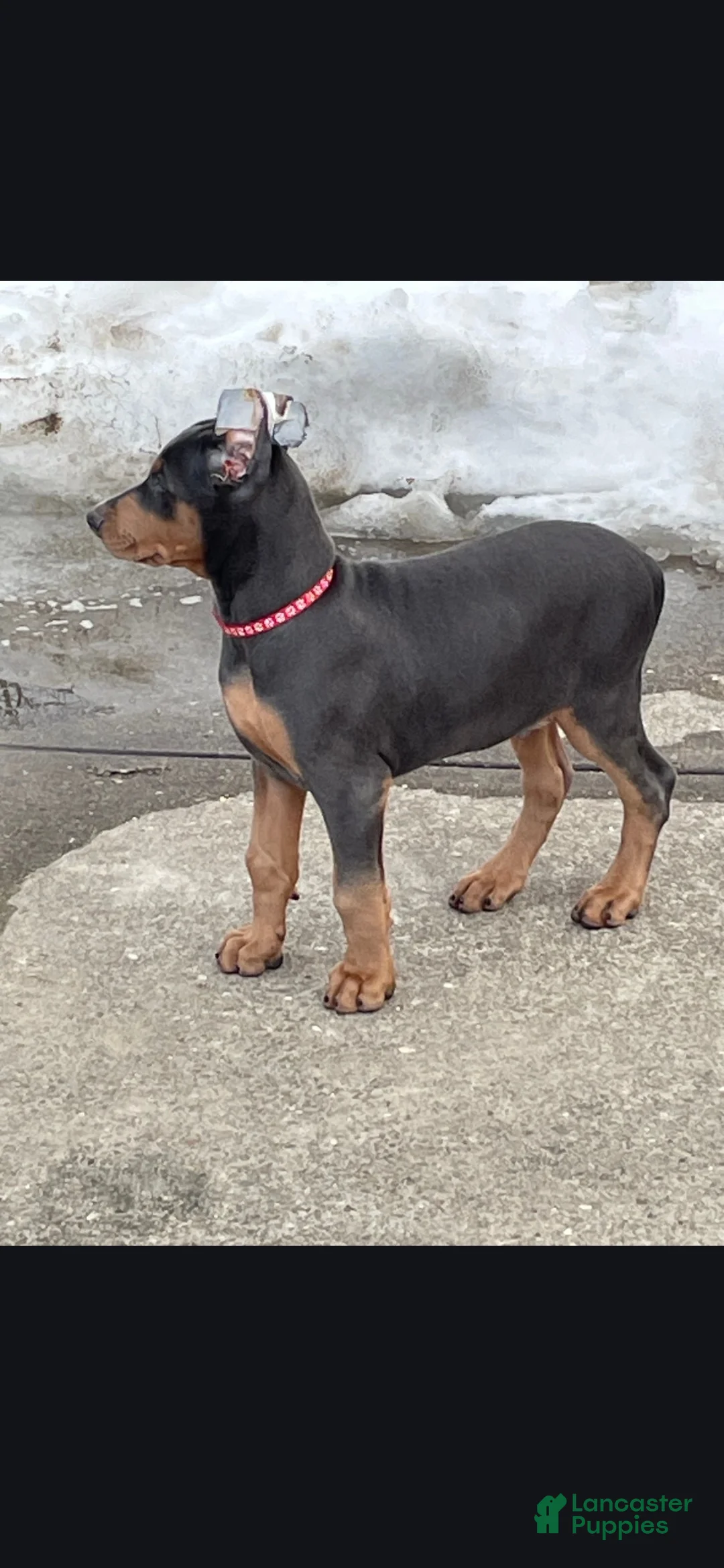 Doberman Pinscher dogs for sale: Blue Doberman Pinscher Puppy - Jett - Ad 6