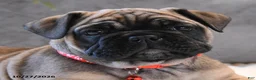 English Bulldog dogs for sale: Maisie - Ad 5