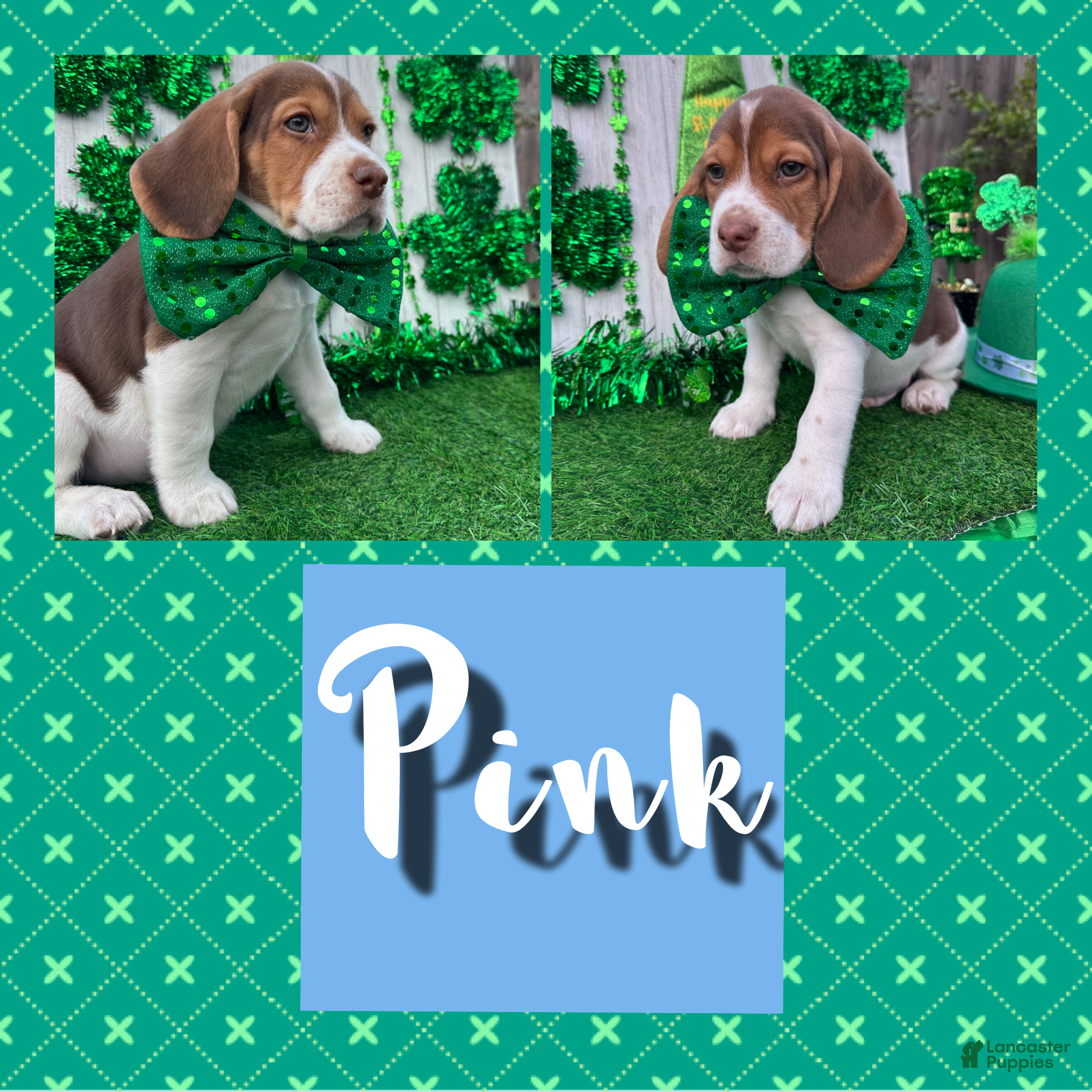 Beagle dogs Beagle Puppy 7 - Ad 1