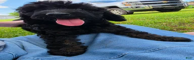 Goldendoodle 4
