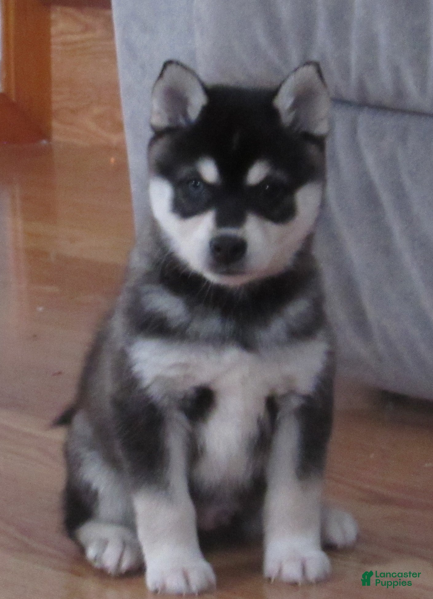 Alaskan Klee Kai dogs Thunder - Ad 13