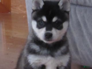 Alaskan Klee Kai dogs Thunder - Ad 6