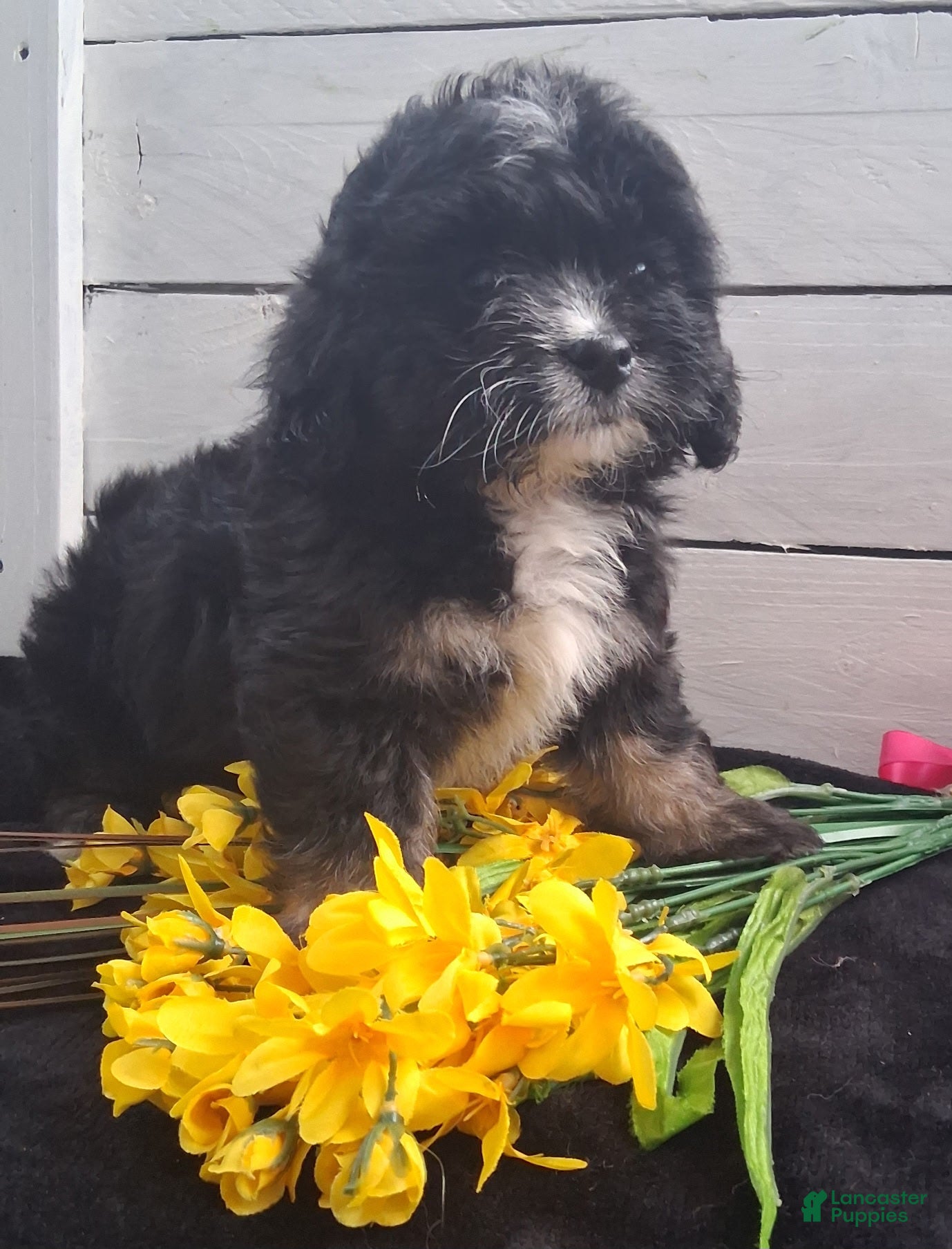 Lhasapoo dogs Tulip - Ad 2