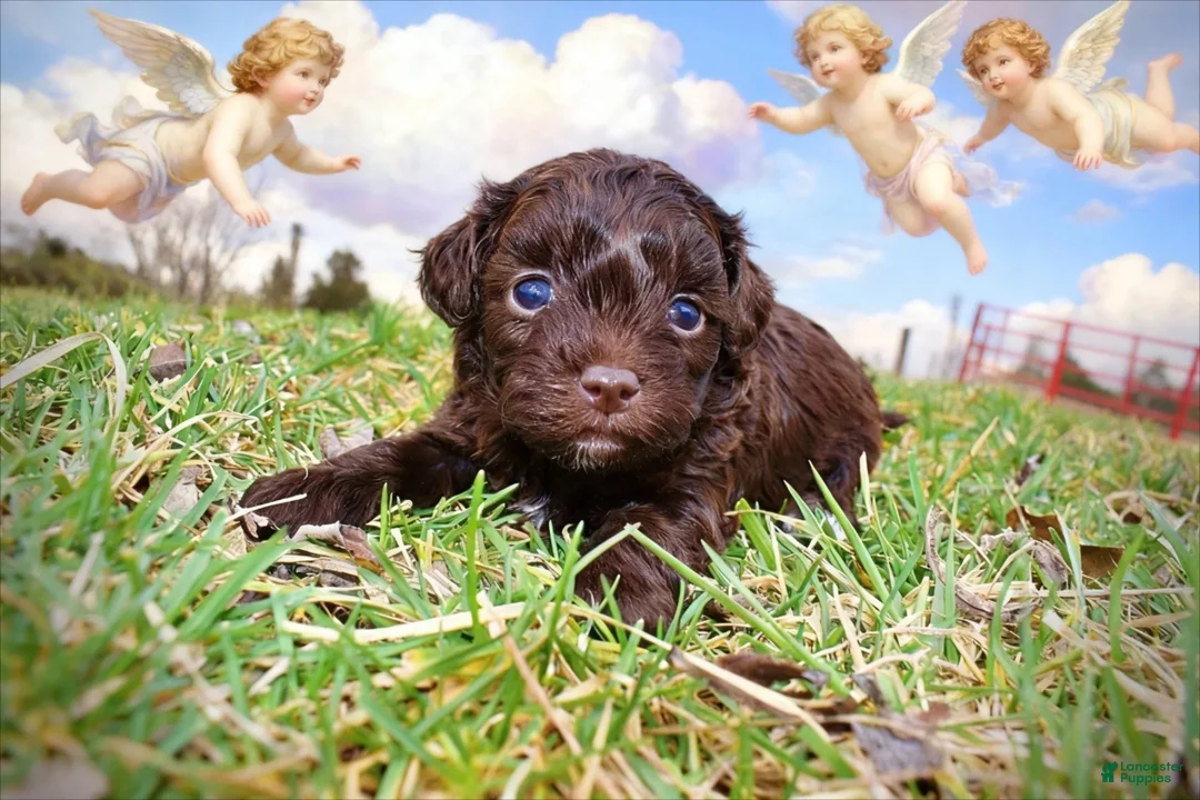 Havapoo dogs for sale: Lollipop - Ad 1