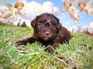 Havapoo dogs Lollipop - Ad 11