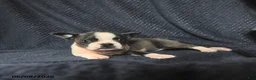 Boston Terrier dogs for sale: Francis - Ad 4