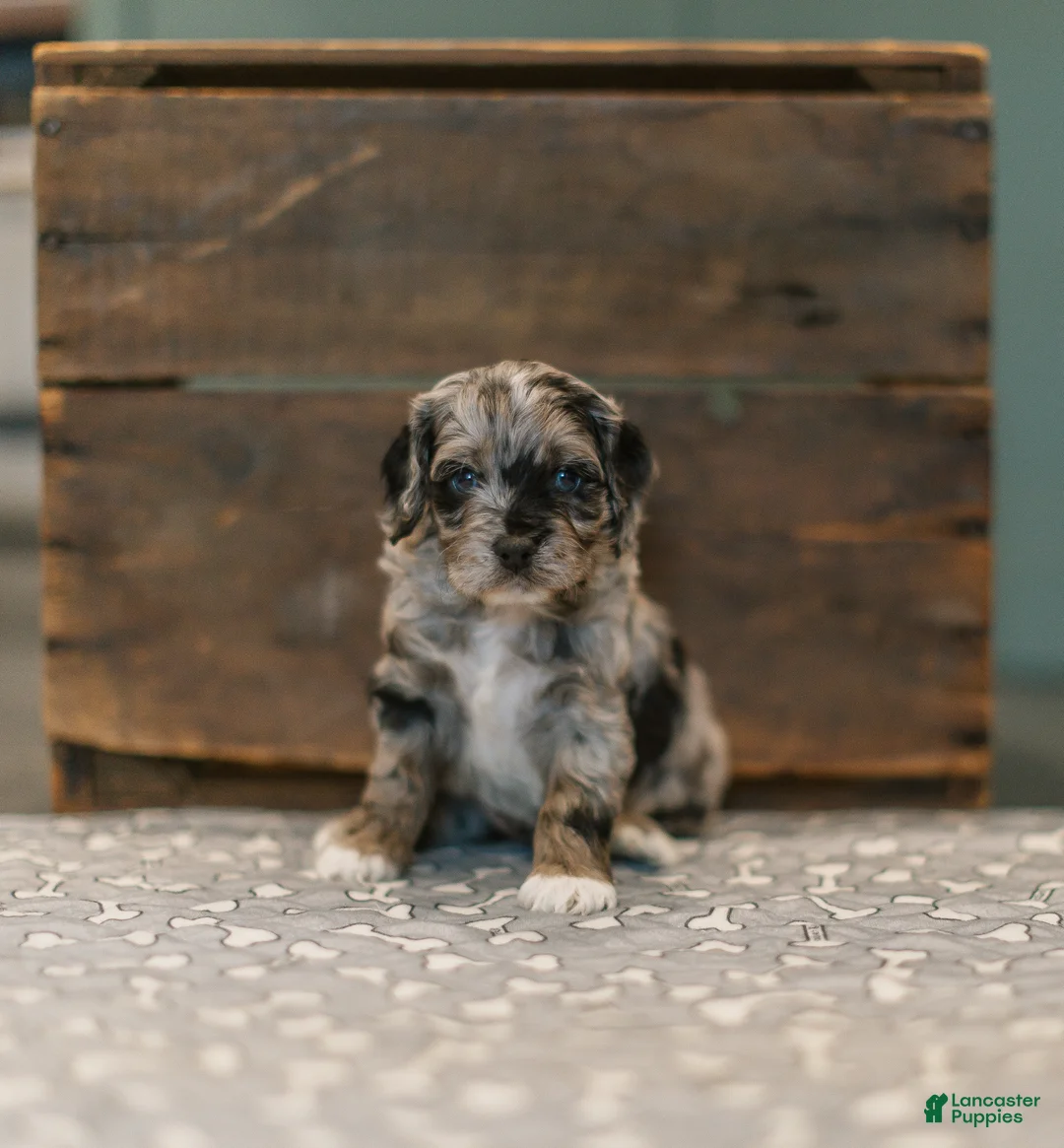 Cockapoo dogs for sale: Moses (Mo)  - Ad 1