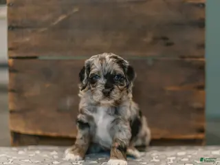 Cockapoo dogs for sale: Moses (Mo) - Ad 1