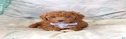 Toy Poodle dogs for sale: Ruffles - Ad 3
