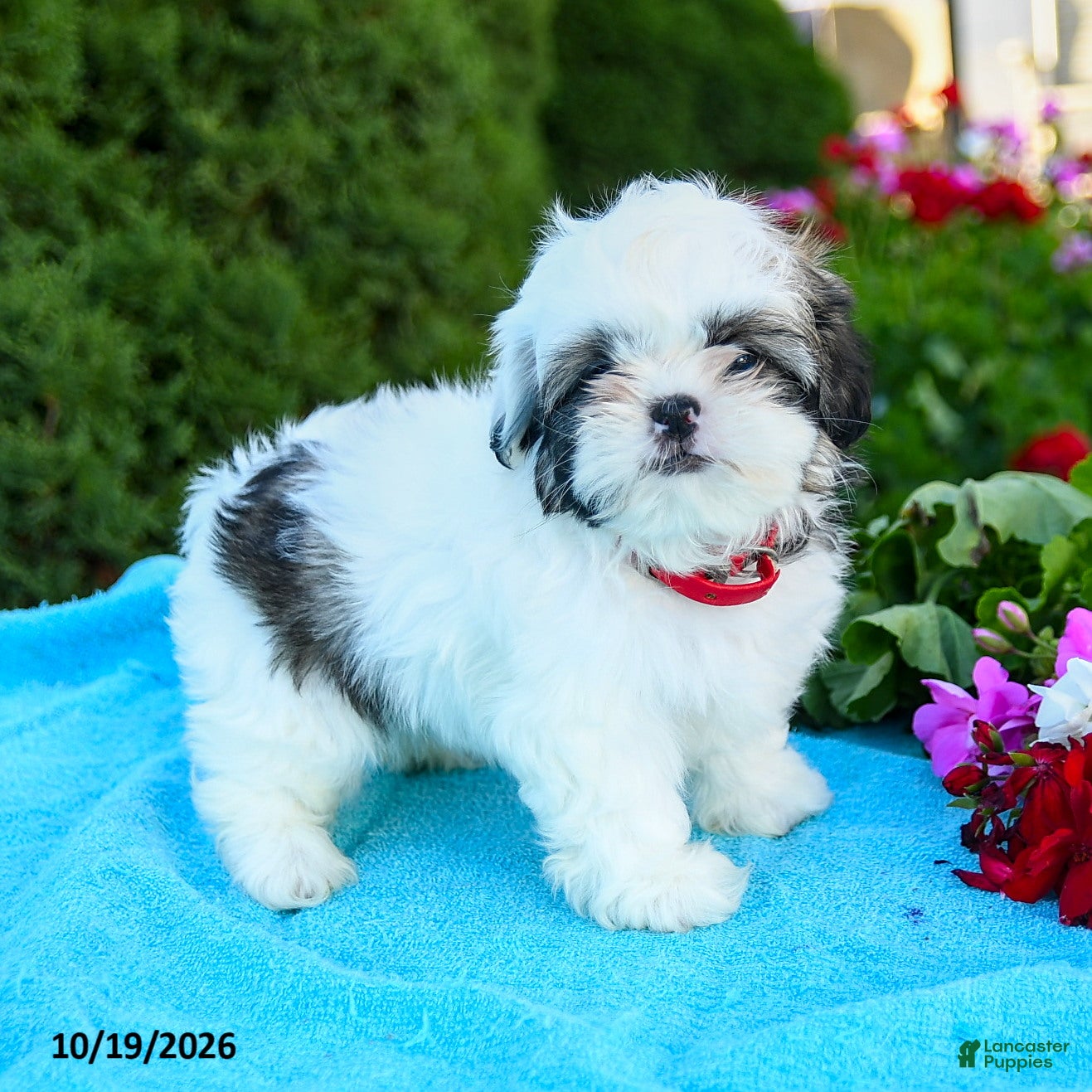 Shih Tzu dogs Ada - Ad 1