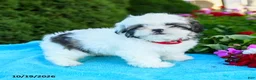 Shih Tzu dogs for sale: Ada - Ad 1