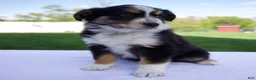 Australian Shepherd dogs for sale: Poppy - Ad 6