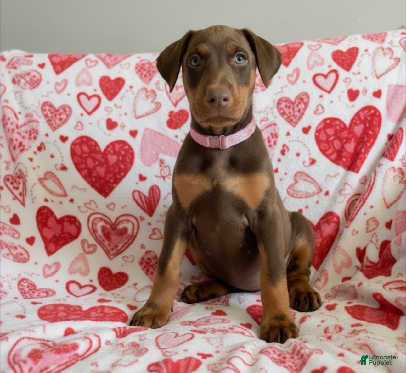 Doberman Pinscher dogs Opal-NOT AMISH  - Ad 2