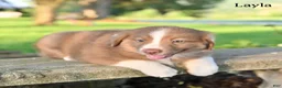 Australian Shepherd dogs for sale: Layla - Ad 4