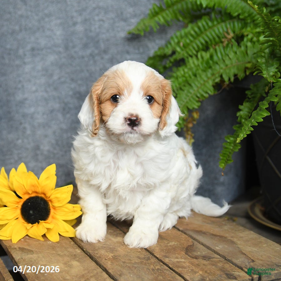 Cavachon dogs Kappuccino  - Ad 2