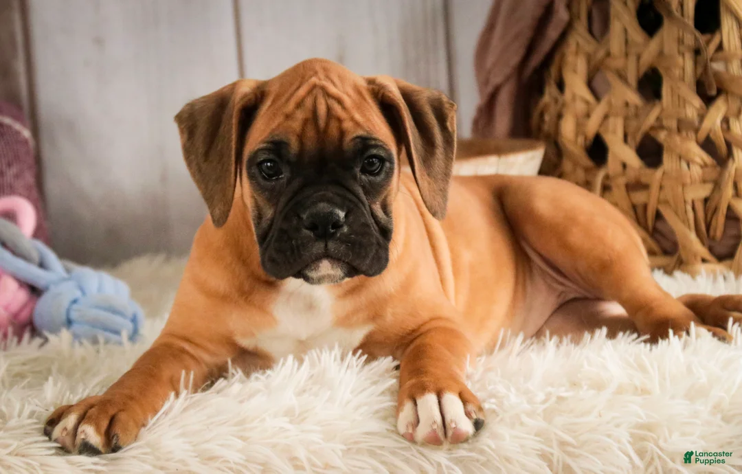 Boxer dogs for sale: Gracie - Ad 1