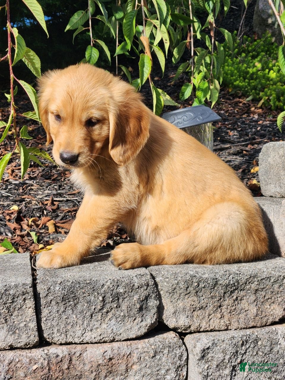 Charming (Golden Retriever, Female) in East Earl, PA