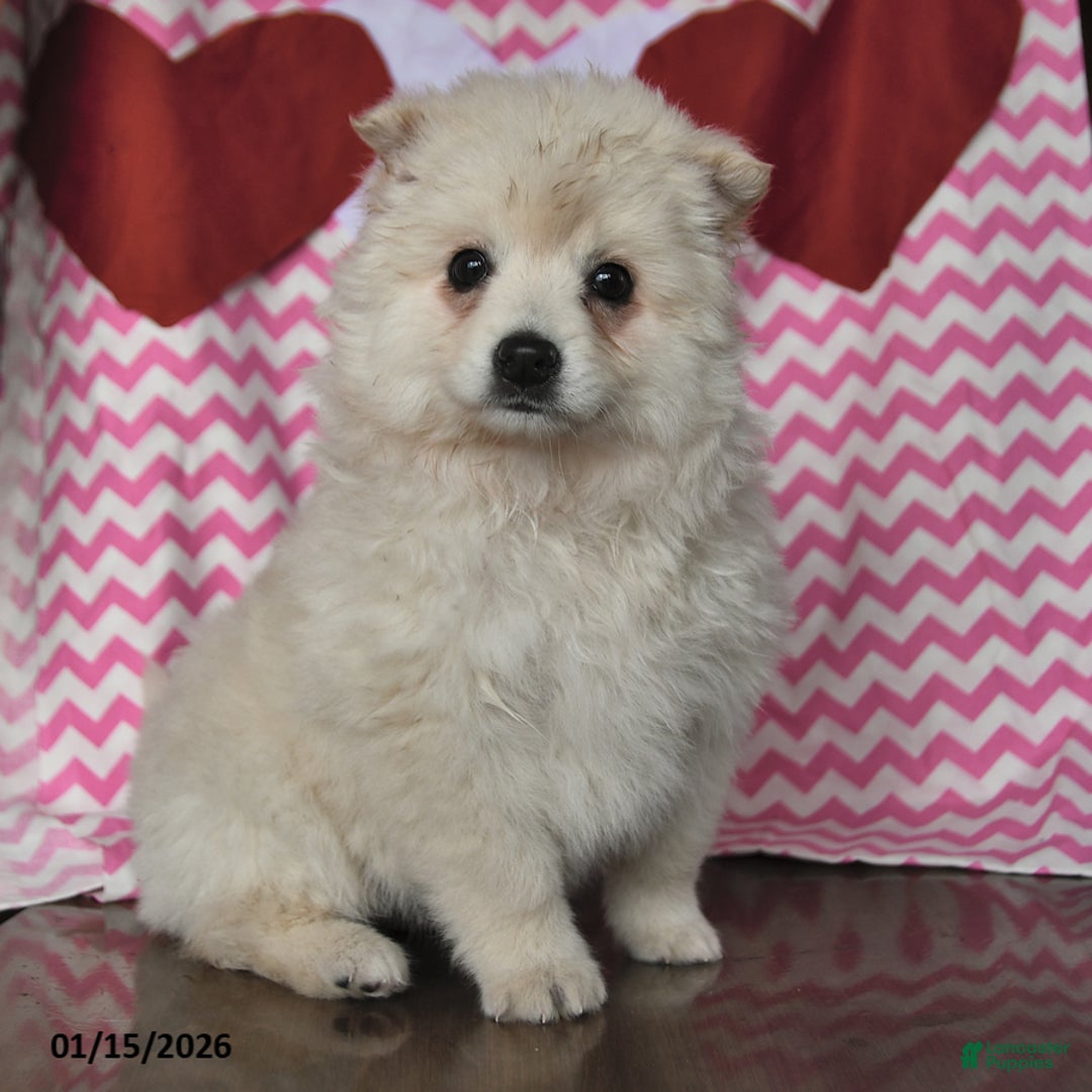 American Eskimo dogs for sale: Lily - Ad 2