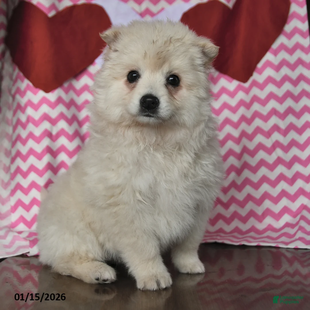American Eskimo dogs for sale: Lily - Ad 2
