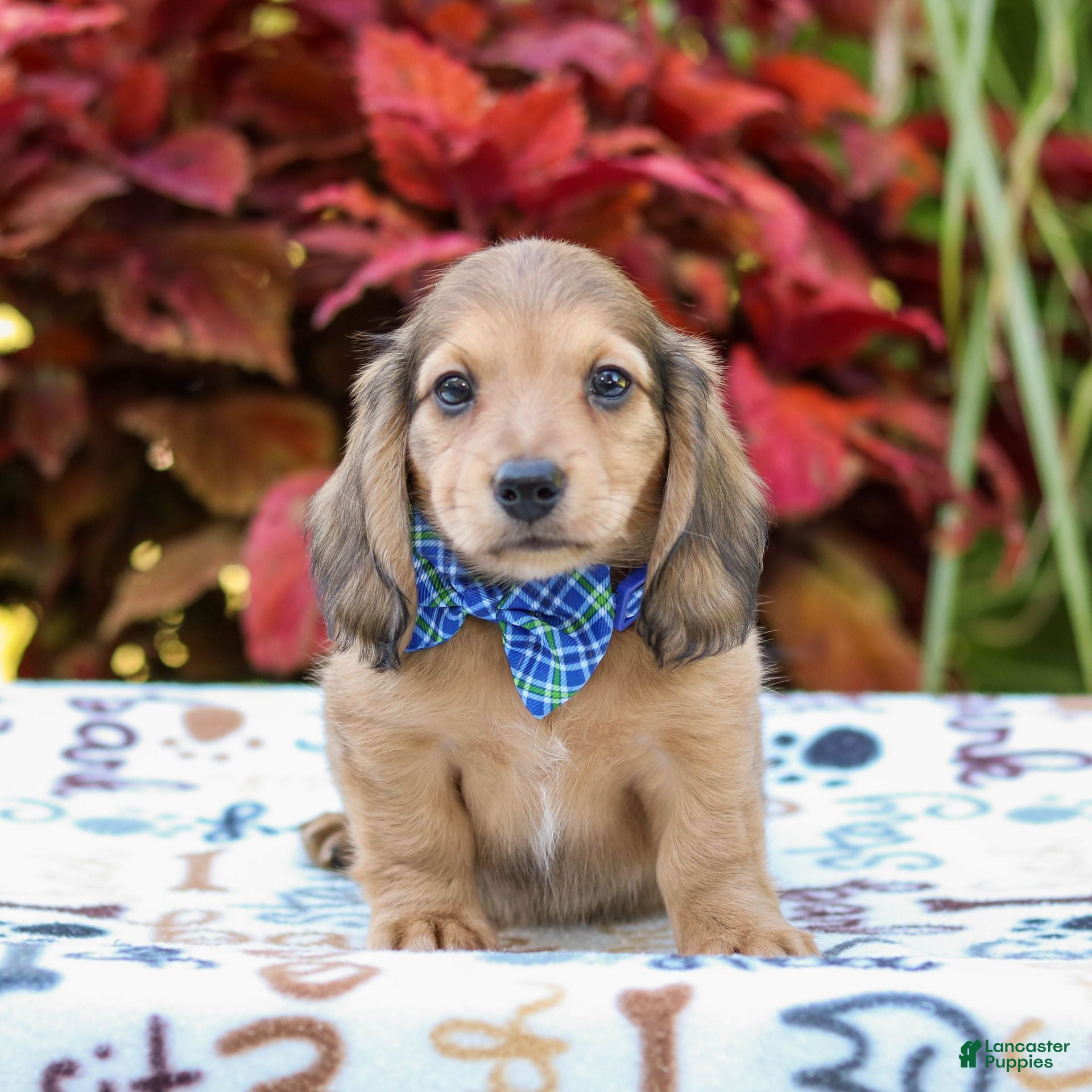 Shaded Cream Red Sable Long Haired Dachshund Shaded Cream