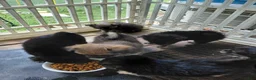 Mixed Breed dogs for sale: Paul Revere - Ad 7
