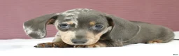 Miniature Dachshund dogs for sale: Indigo 💜 - Ad 5