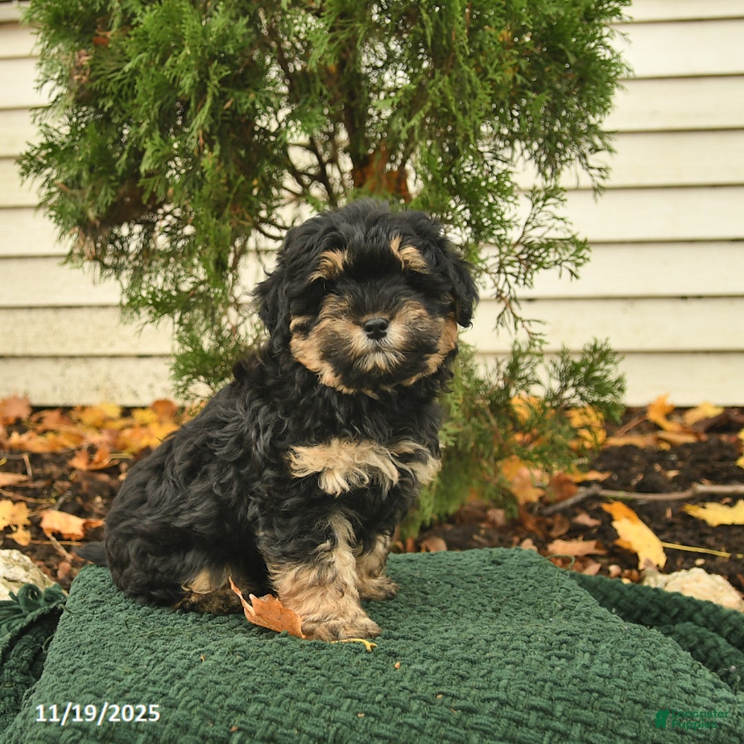 Mixed Breed dogs for sale: Ceder  - Ad 3