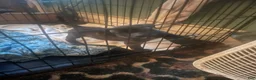 Mixed Breed dogs for sale: Mixed Breed 1 - Ad 9