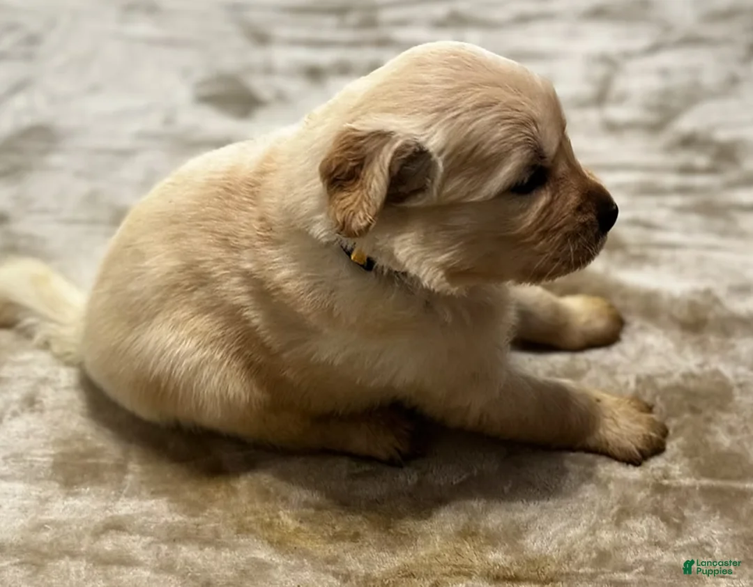 Golden Retriever dogs for sale: 4241 yellow collar - Ad 1