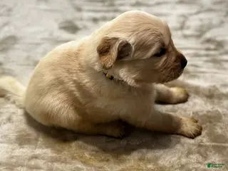 Golden Retriever dogs 4241 yellow collar - Ad 40