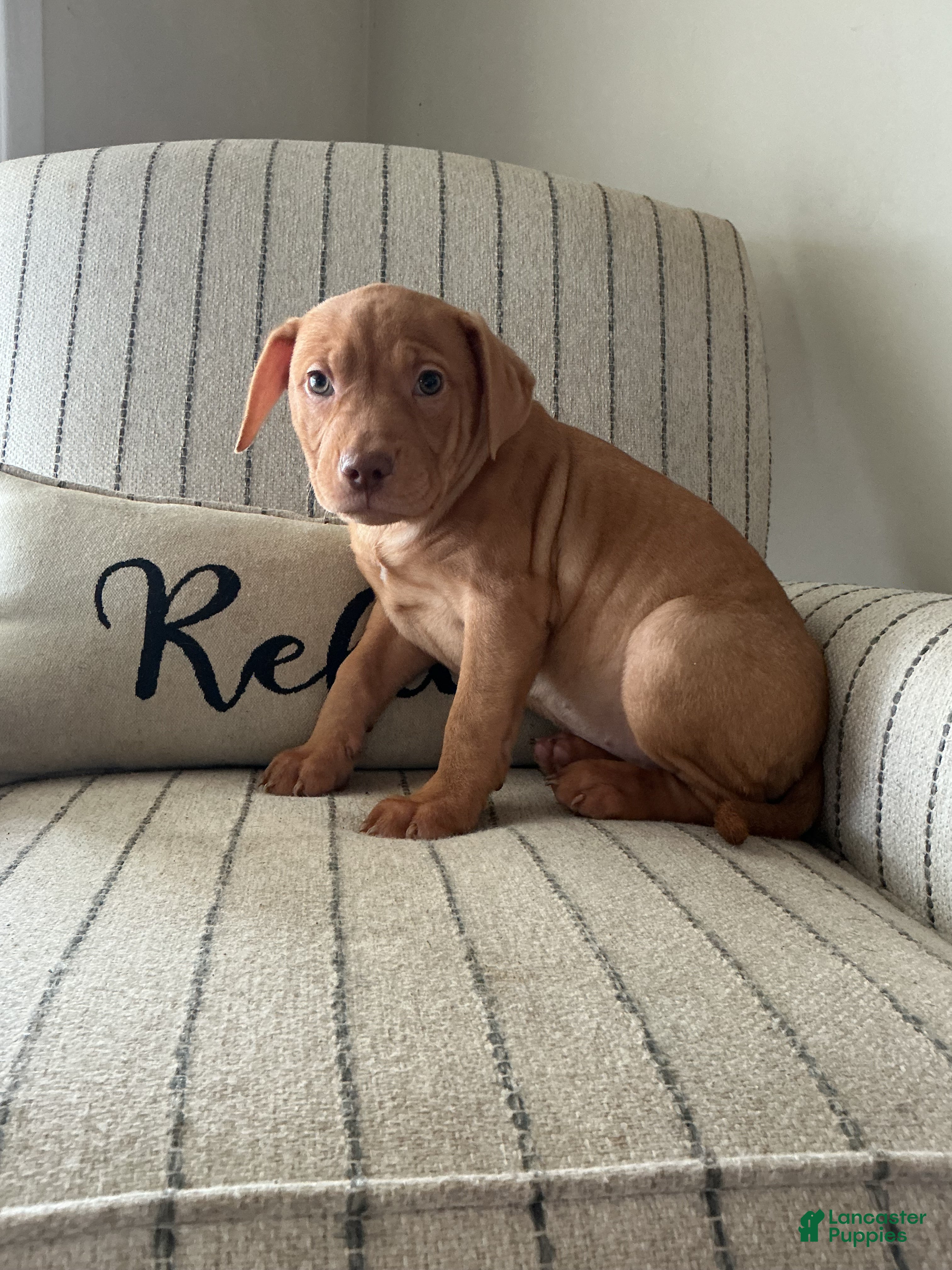 American Bully dogs Cliffette - Ad 2