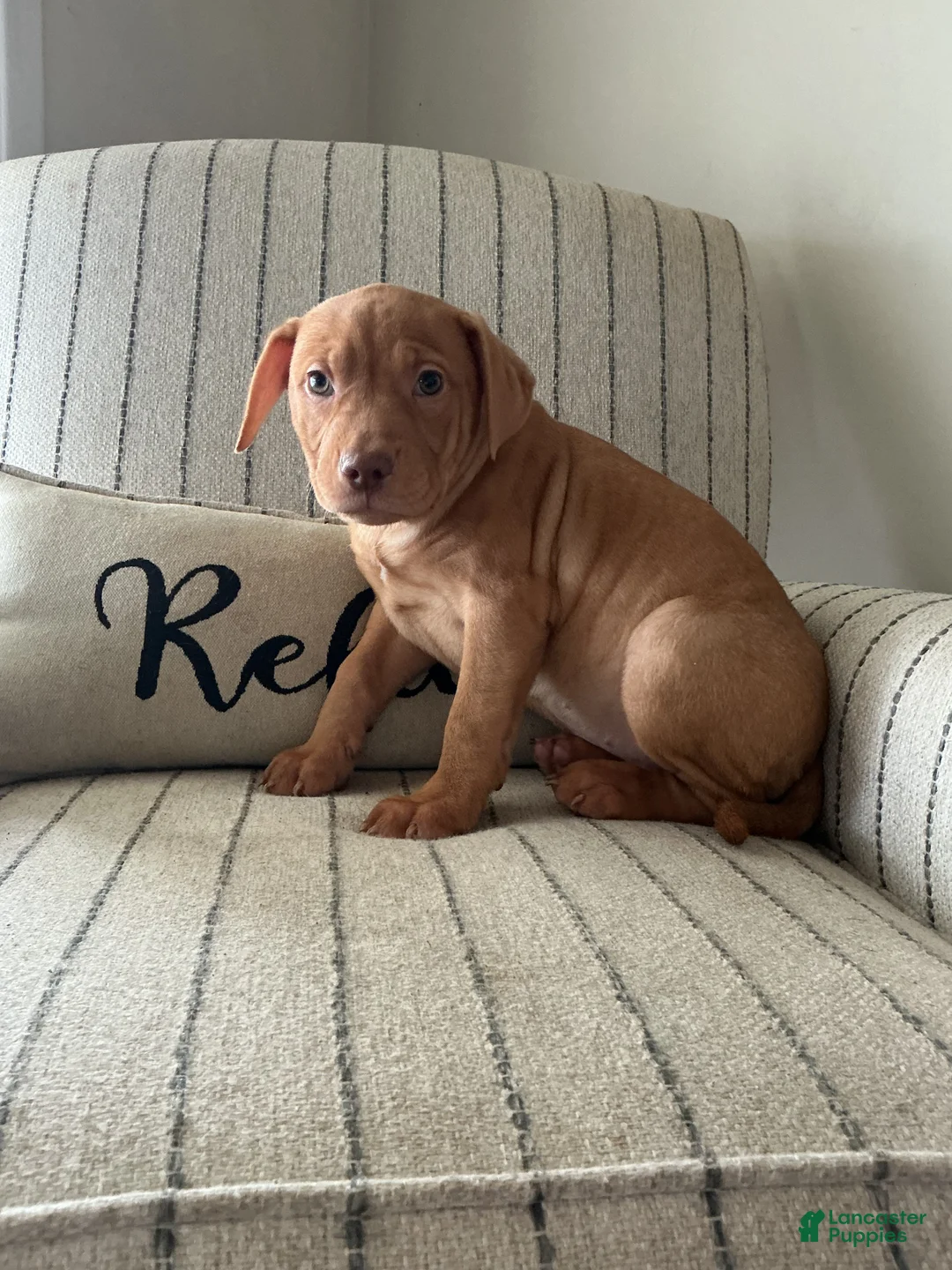 American Bully dogs for sale: Cliffette - Ad 2