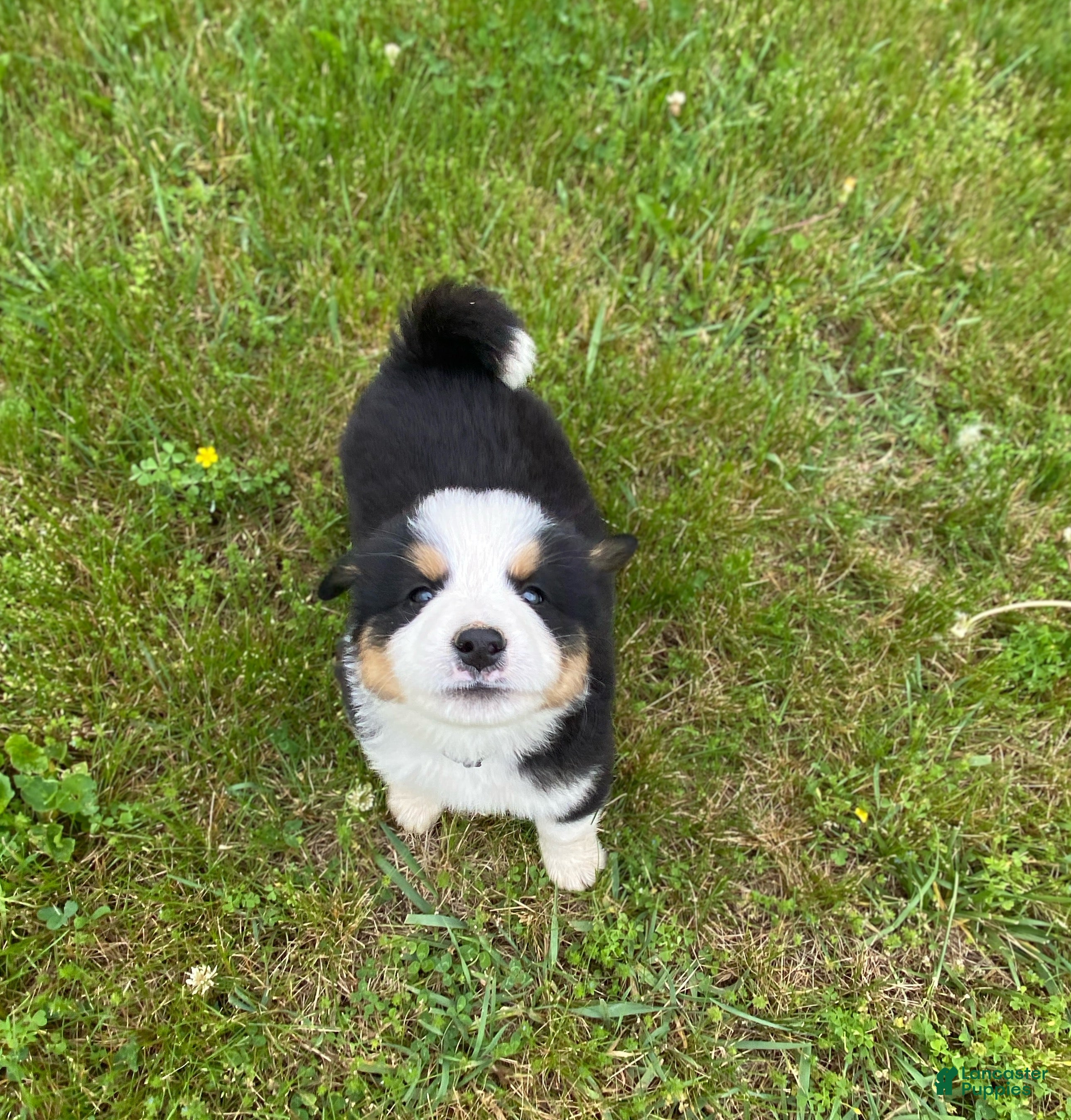 Mixed Breed dogs for sale: ♥️BABY BEAR♥️ - Ad 10