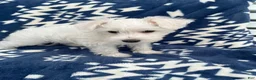 Miniature Schnauzer dogs for sale: AKC Daisy - Ad 4