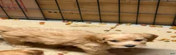 Cockapoo dogs for sale: Cockapoo 1 - Ad 5